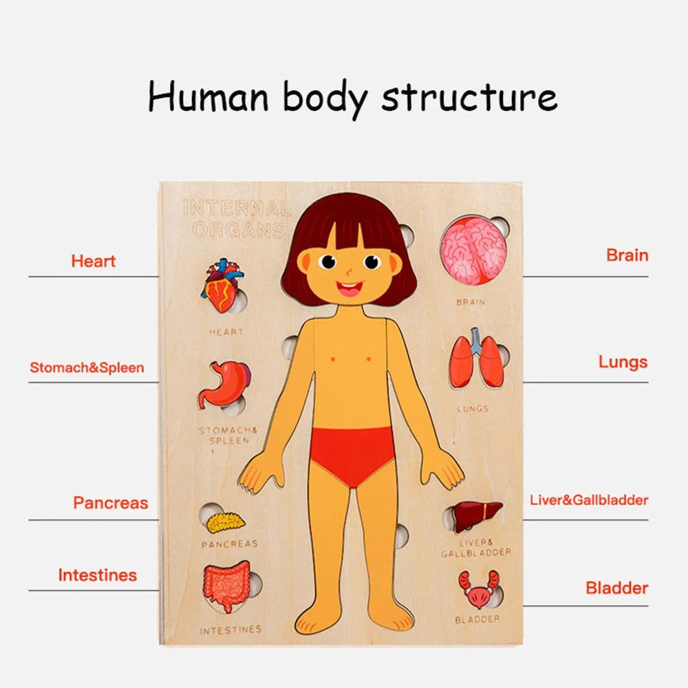 Kids Wooden Montessori Human Body Puzzle - Educational Toy for Preschool & Kindergarten Learning Activities