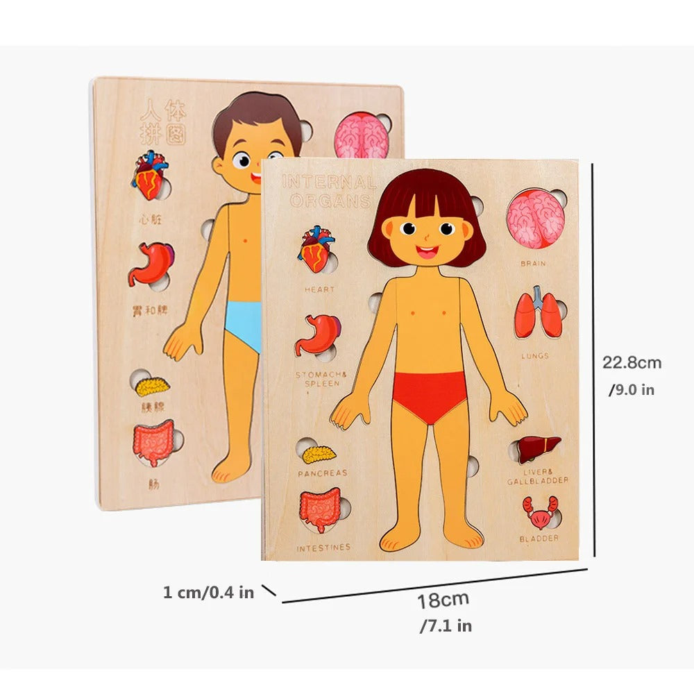 Kids Wooden Montessori Human Body Puzzle - Educational Toy for Preschool & Kindergarten Learning Activities